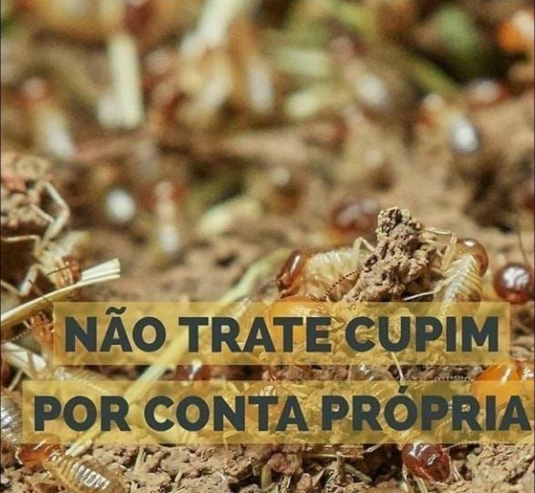 Cupim, Eliminar Cupins na Hora, Preço Justo, Orçamento Grátis. Chame Pelo Tel: (11) 5927-6892  Chame já Pelo Whatsapp (13) 99207-7633  (11) 94642-6661
